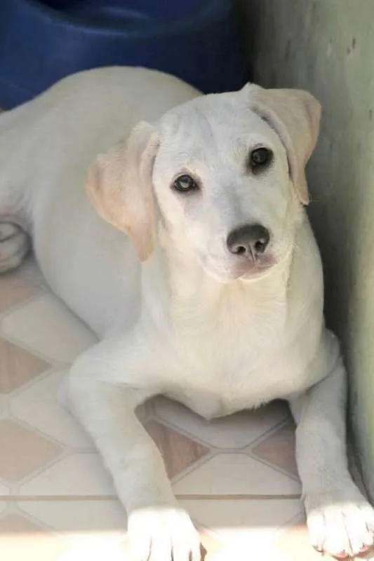 Cachorro ra a  idade 2 a 6 meses nome Safira Filhote