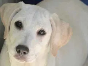 Cachorro raça  idade 2 a 6 meses nome Safira Filhote