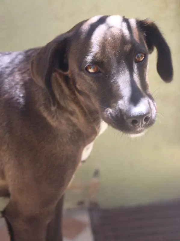 Cachorro ra a  idade 2 anos nome Pretinha