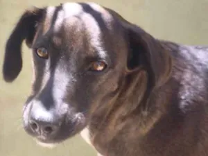 Cachorro raça  idade 2 anos nome Pretinha
