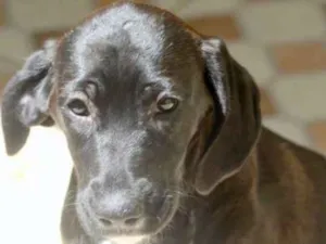 Cachorro raça  idade 2 a 6 meses nome Alice Filhote