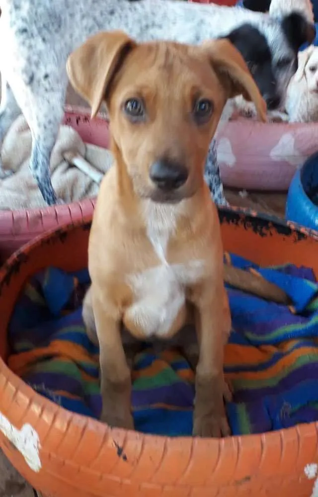 Cachorro ra a SRD idade 2 a 6 meses nome Stuart
