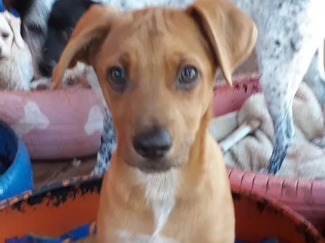 Cachorro ra a SRD idade 2 a 6 meses nome Stuart