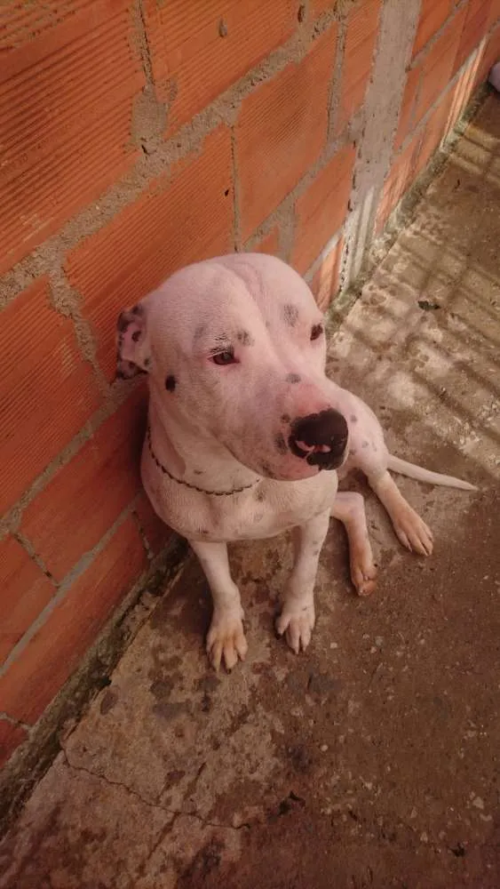 Cachorro ra a Pitbul  idade 1 ano nome Toretto 