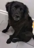 Elvis