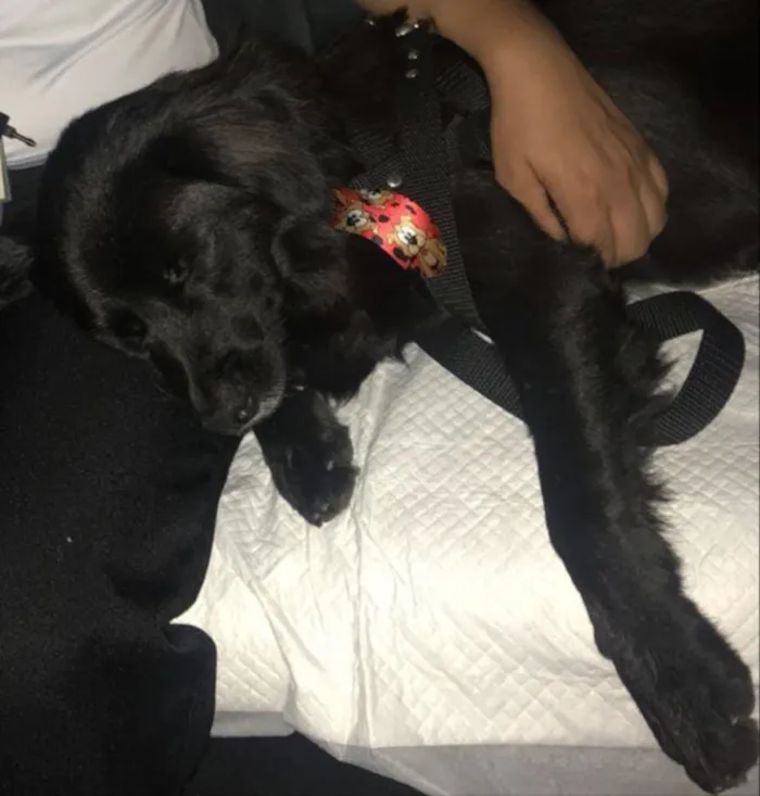 Cachorro ra a Vira lata idade 2 anos nome Elvis