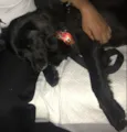 Elvis