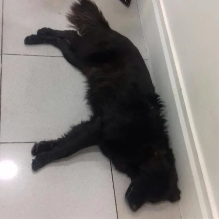 Cachorro ra a Vira lata idade 2 anos nome Elvis