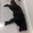 Elvis