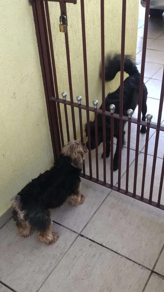 Cachorro ra a Vira lata idade 2 anos nome Elvis