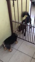 Elvis