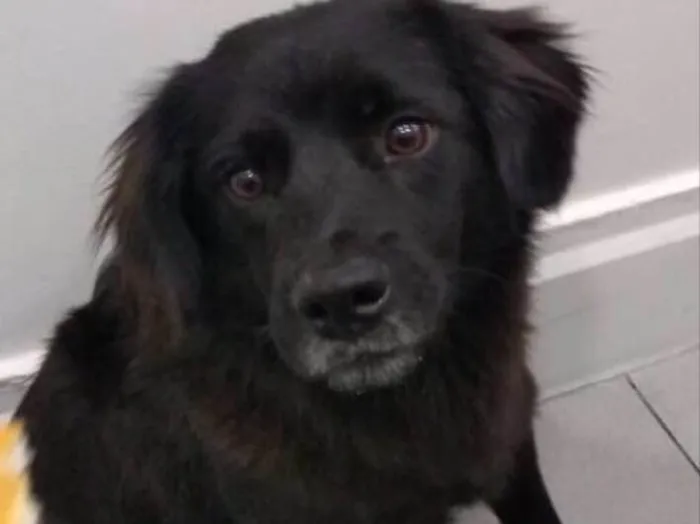 Cachorro ra a Vira lata idade 2 anos nome Elvis