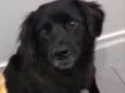 Elvis