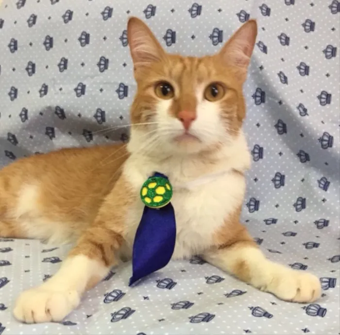 Gato ra a SRD idade 7 a 11 meses nome Raboo