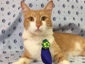 Gato raça SRD idade 7 a 11 meses nome Raboo