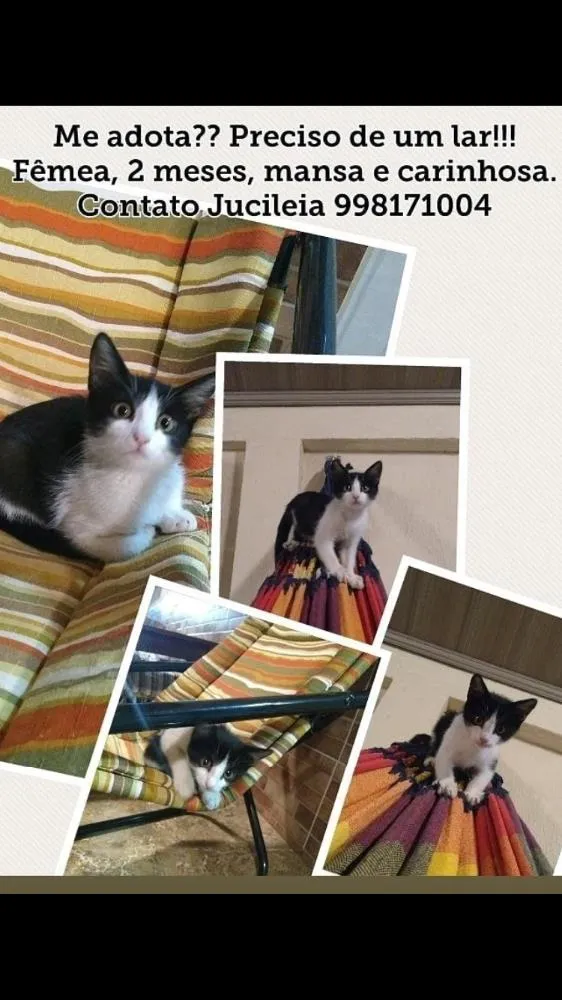 Gato ra a STD idade Abaixo de 2 meses nome Hana 
