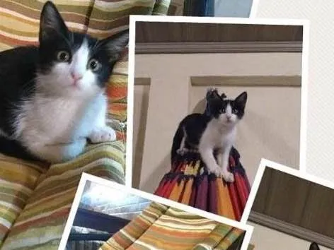 Gato ra a STD idade Abaixo de 2 meses nome Hana 