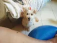 Poodle com Lhasa
