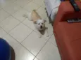 Poodle com Lhasa
