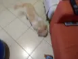 Poodle com Lhasa