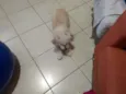 Poodle com Lhasa