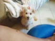 Poodle com Lhasa