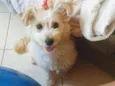 Poodle com Lhasa