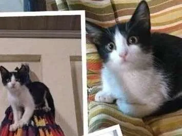 Gato ra a STD idade Abaixo de 2 meses nome Hana 