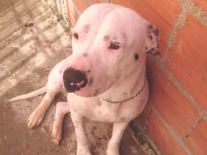 Cachorro raça Pitbul  idade 1 ano nome Toretto 