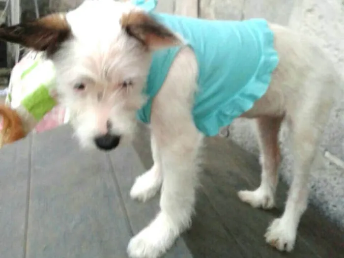 Cachorro ra a  idade Abaixo de 2 meses nome Neném 