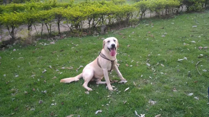 Cachorro raça Labrador idade 4 anos nome Toor