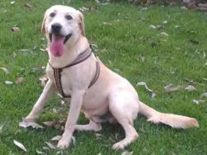 Cachorro raça Labrador idade 4 anos nome Toor