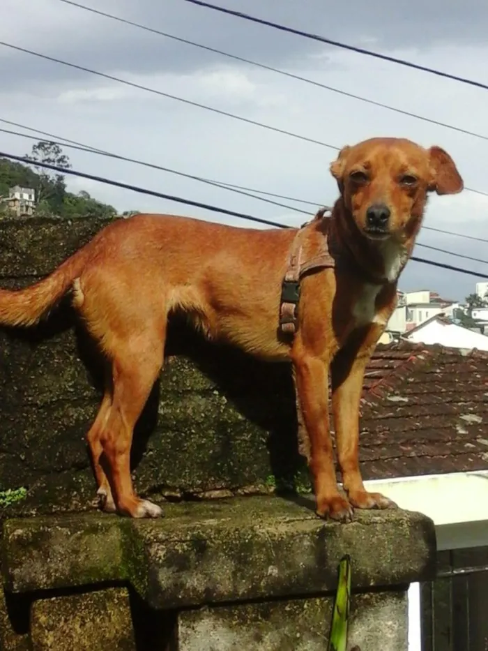 Cachorro ra a  idade 2 anos nome Janine
