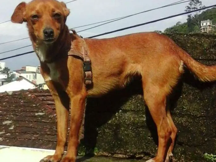 Cachorro ra a  idade 2 anos nome Janine