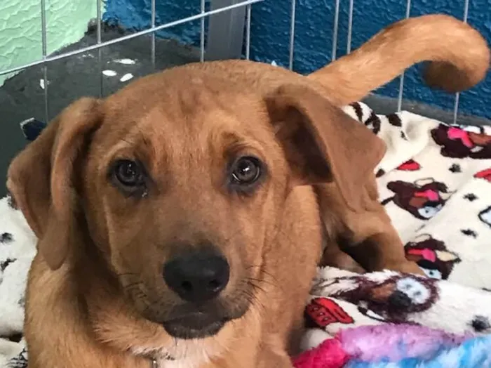 Cachorro ra a SRD idade 2 a 6 meses nome Stuart
