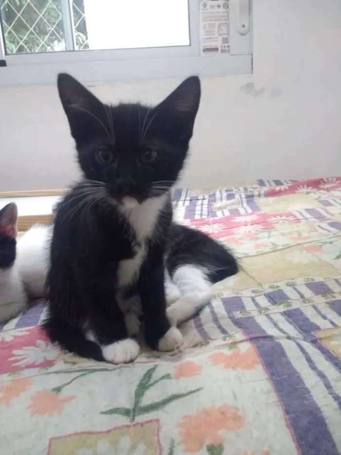Gato ra a SRD idade Abaixo de 2 meses nome Luvis