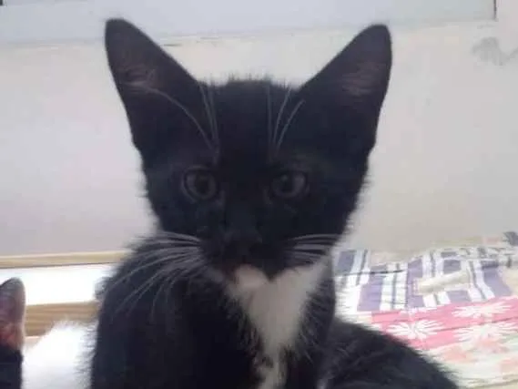 Gato ra a SRD idade Abaixo de 2 meses nome Luvis