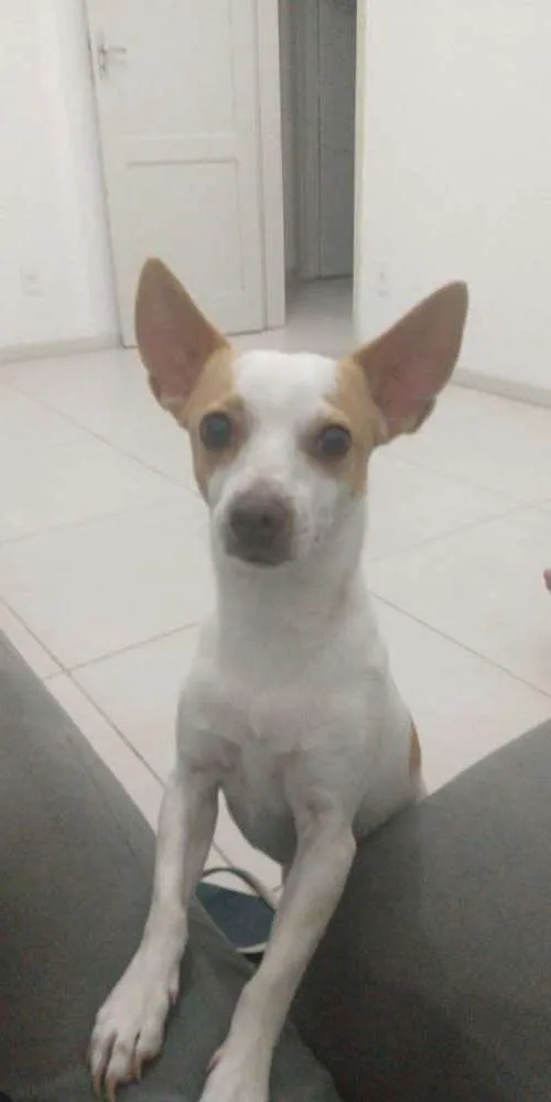 Cachorro ra a Sem raça definida idade 4 anos nome Hulk
