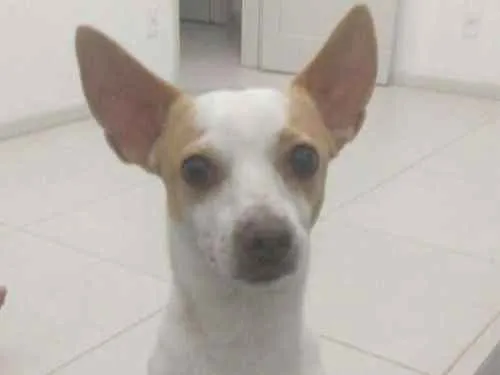 Cachorro ra a Sem raça definida idade 4 anos nome Hulk