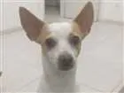 Cachorro raça Sem raça definida idade 4 anos nome Hulk