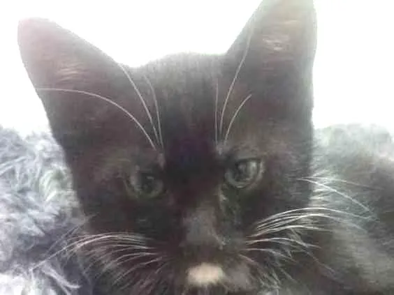 Gato ra a SRD idade Abaixo de 2 meses nome Luvis
