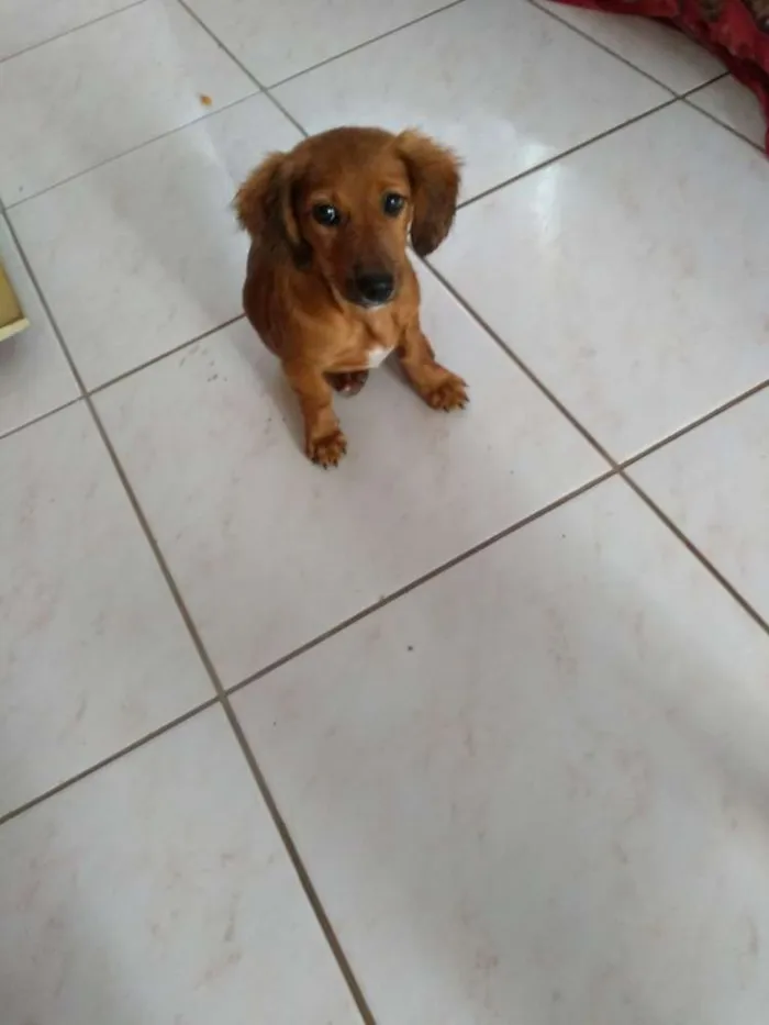 Cachorro ra a idade 2 a 6 meses nome Sem nome