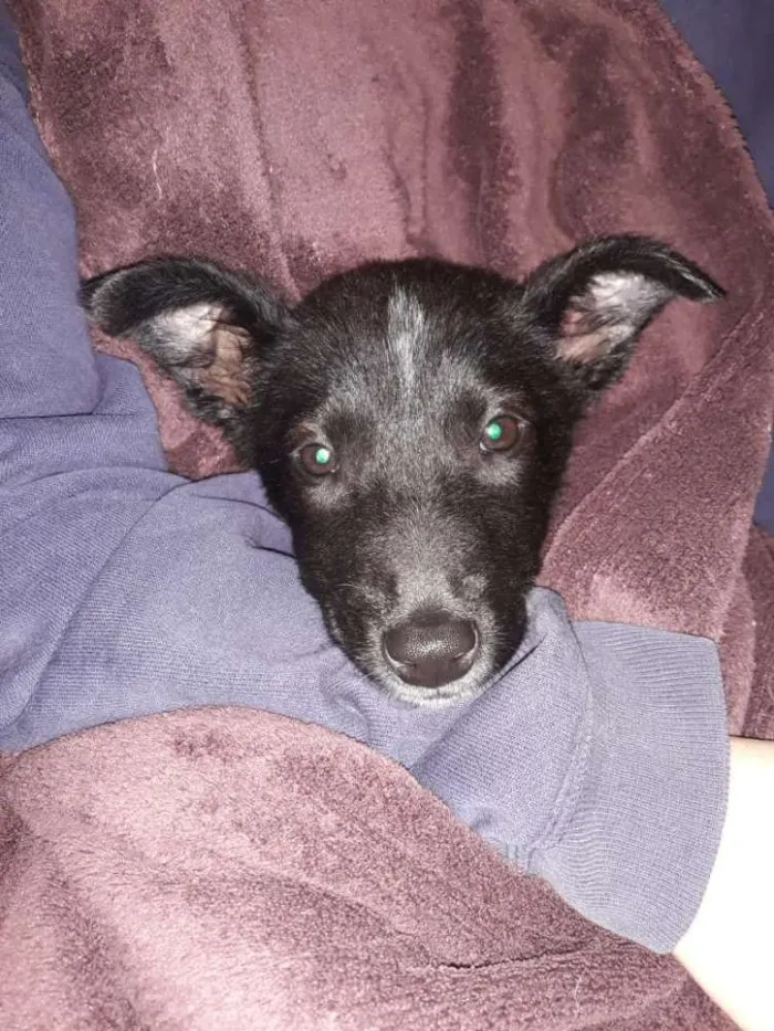 Cachorro ra a SRD idade 2 a 6 meses nome Dóris