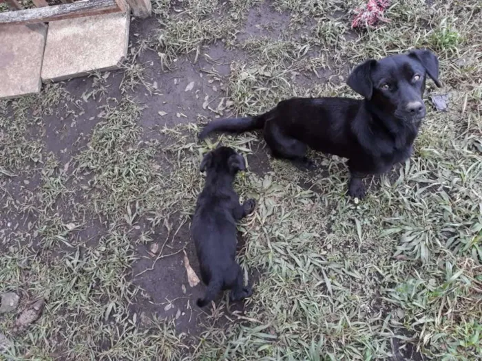 Cachorro ra a SRD idade 1 ano nome Nina