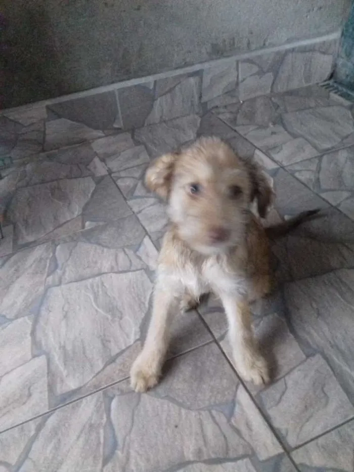 Cachorro ra a Sem raça definida  idade 2 a 6 meses nome Pipoca