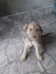 Pipoca