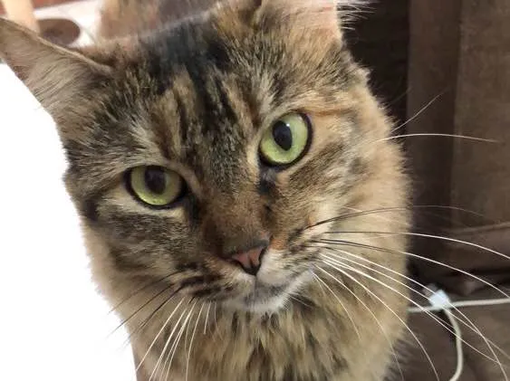 Gato ra a Não definida idade 3 anos nome Zelda