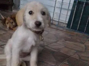 Cachorro raça Raça ñ definida  idade 2 a 6 meses nome Lua 