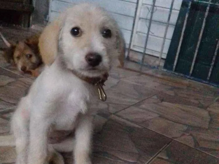 Cachorro ra a Raça ñ definida  idade 2 a 6 meses nome Lua 