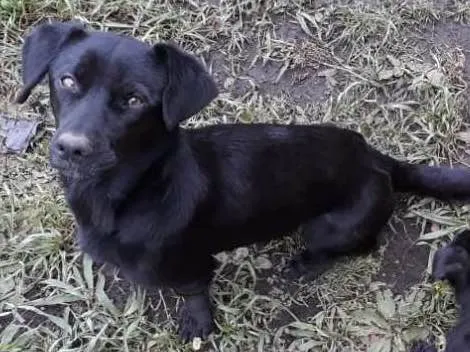 Cachorro ra a SRD idade 1 ano nome Nina